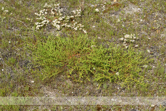 Behaard breukkruid; Hairy rupturewort; Herniaria hirsuta