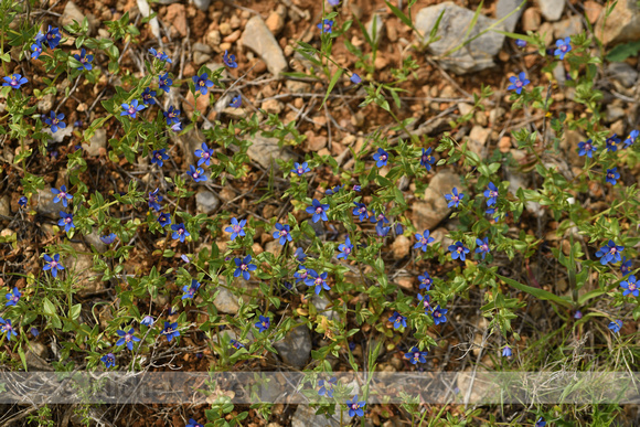 Blauw guichelheil; Poorman's weatherglass subsp. foemina; Anagalis arvensis foemina