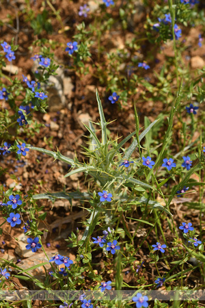 Blauw guichelheil; PoormanÕs weatherglass subsp. foemina; Anagal