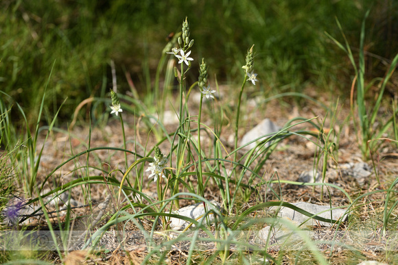 Bosvogelmelk; Pyrenees star of bethlehem; Ornithogalum pyrenaicu