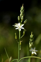 Bosvogelmelk; Pyrenees star of bethlehem; Ornithogalum pyrenaicu