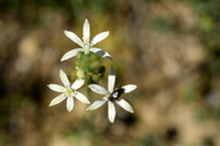 Bosvogelmelk; Pyrenees star of bethlehem; Ornithogalum pyrenaicum