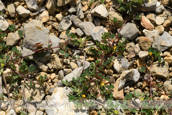 Cirkelrupsklaver; Button Medick; Medicago orbicularis