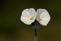 Convolvulus lanuginosus