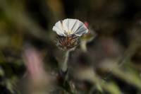 Convolvulus lanuginosus