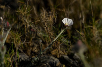 Convolvulus lanuginosus