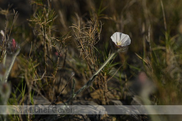 Convolvulus lanuginosus