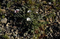 Convolvulus lanuginosus