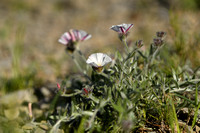 Convolvulus lanuginosus