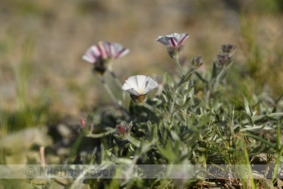 Convolvulus lanuginosus