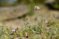 Convolvulus lanuginosus