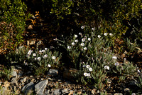 Convolvulus lanuginosus