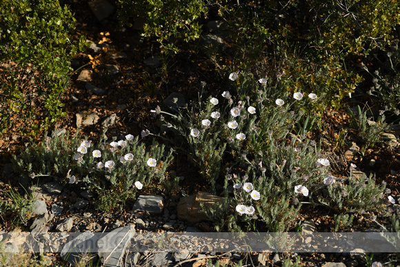 Convolvulus lanuginosus