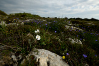 Convolvulus lanuginosus