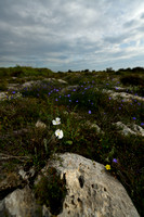 Convolvulus lanuginosus