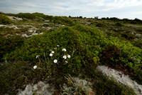 Convolvulus lanuginosus