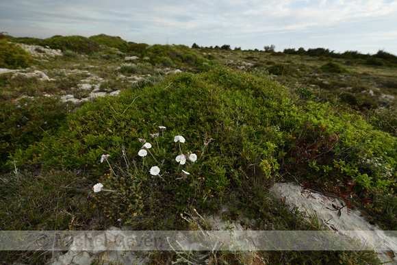 Convolvulus lanuginosus