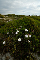 Convolvulus lanuginosus