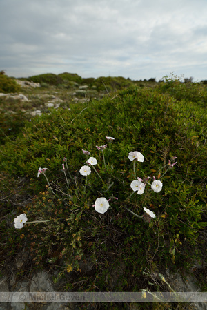 Convolvulus lanuginosus