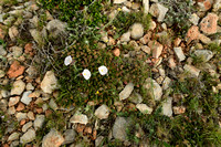 Convolvulus lanuginosus