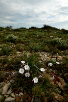 Convolvulus lanuginosus