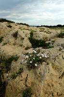 Convolvulus lanuginosus