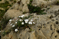 Convolvulus lanuginosus