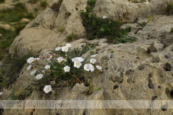 Convolvulus lanuginosus