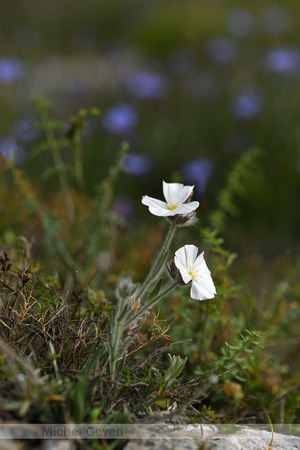 Convolvulus lanuginosus