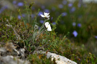 Convolvulus lanuginosus