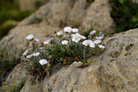 Convolvulus lanuginosus