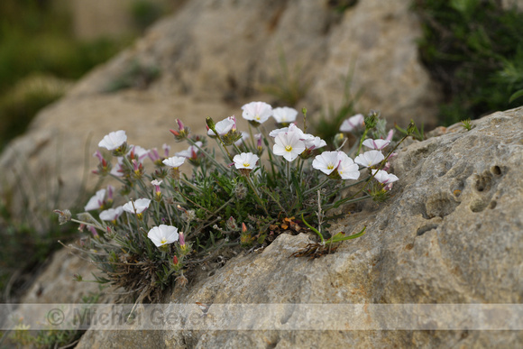 Convolvulus lanuginosus