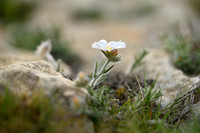 Convolvulus lanuginosus