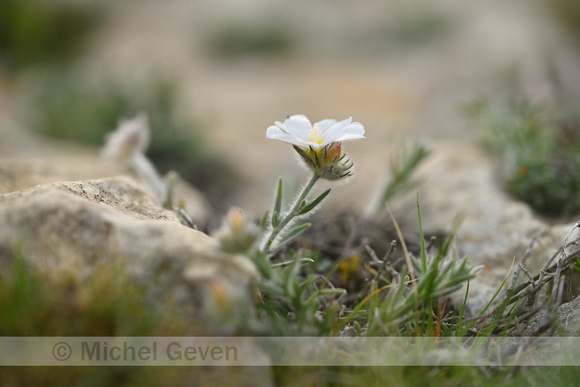 Convolvulus lanuginosus