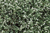 Dorycnium herbaceum