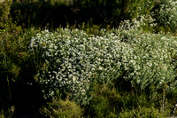 Dorycnium herbaceum