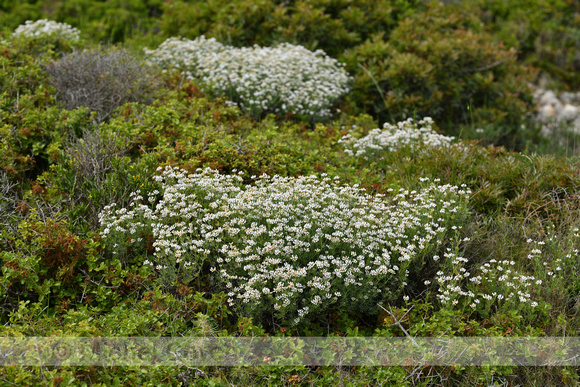 Dorycnium herbaceum