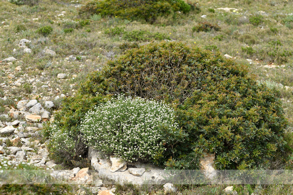 Dorycnium herbaceum