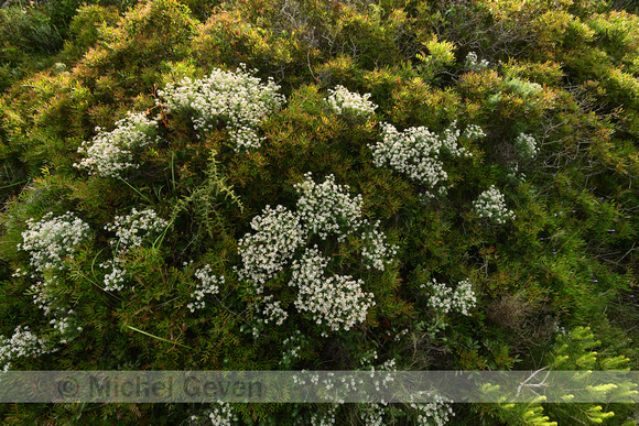 Dorycnium herbaceum