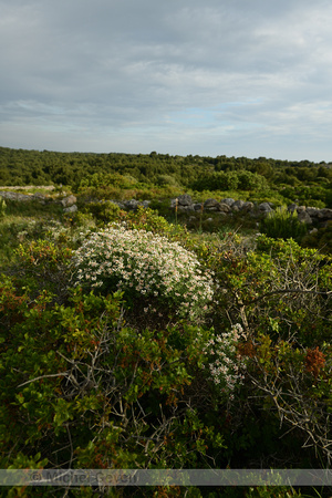 Dorycnium herbaceum