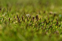 Dwerggras; Early sand grass; Mibora minima