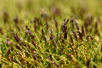 Dwerggras; Early sand grass; Mibora minima