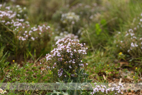 Echte tijm; Common Thyme; Thymus vulgaris