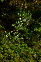 Europees Krentenboompje; Snowy mespilus; Amelanchier ovalis