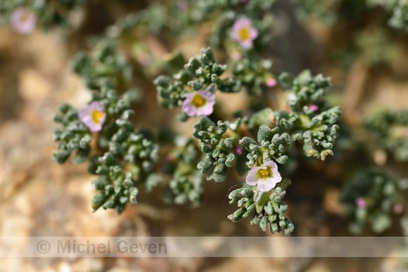 Frankenia pulverulenta