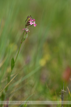 Franse silene; Small-flowered catchfly; Silene gallica