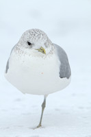 Stormmeeuw; Common Gull; Larus canus;