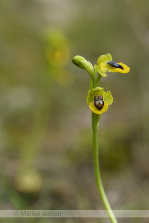Gele spiegelorchis; Yellow ophrys; Ophrys lutea