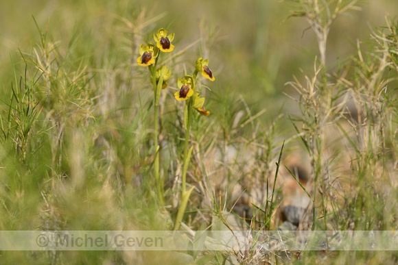 Gele spiegelorchis; Yellow ophrys; Ophrys lutea