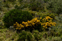 Genista lobelii